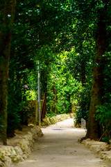 備瀬のフクギ並木