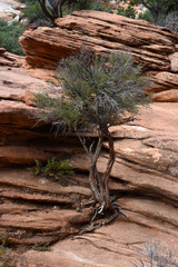 Tree growing in rock