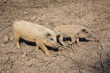 Two Mangalica, Mangalitsa, Mangalitza or Wooly piglets walking past.