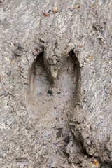 Top view of a footprint of a European Wild Boar or Wild Pig - Sus scrofa - in the mud.