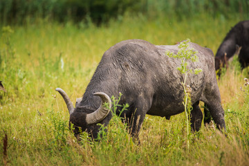 Buffalo on pasture