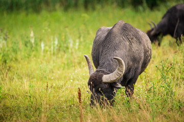 Buffalo on pasture