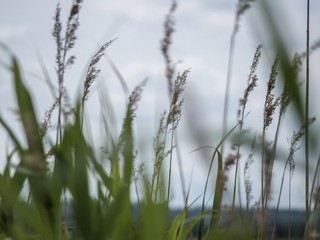 Reeds