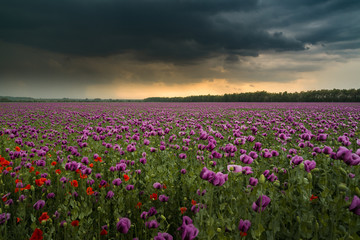 Fototapeta na wymiar Opium poppy field with overcast dramatic sky