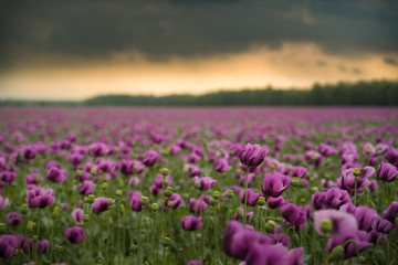 Obraz na płótnie Canvas Opium poppy field with overcast dramatic sky