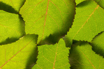 background. green rose leaves