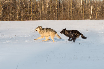 Grey Wolf (Canis lupus) and Black Phase Wolf Run in Field