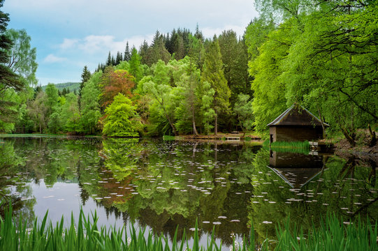 Faskally Forest