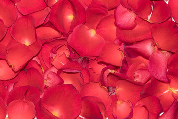 background. red rose petals