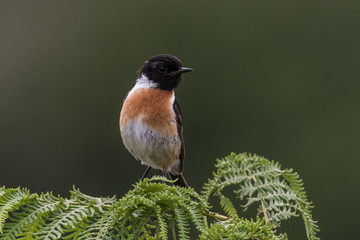European stonechat Saxicola rubicola