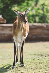 Naklejka na ściany i meble Lechwe Antelope in park