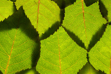 background. green rose leaves
