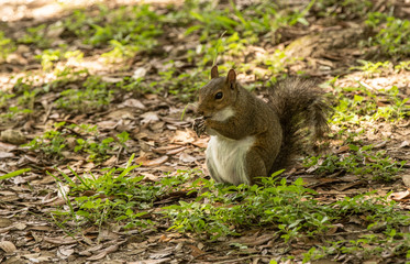 chubby squirrel has caught your treat