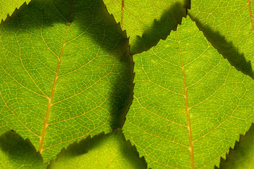 background. green rose leaves