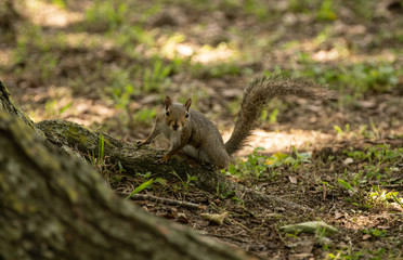 squirrel at the park has spotted you