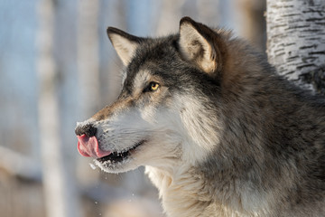 Grey Wolf (Canis lupus) Licks Nose