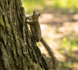 squirrel watches you sneaking up
