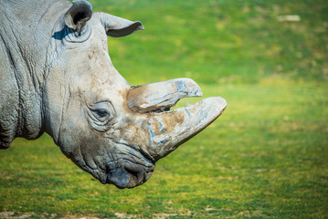 Naklejka premium Duży nosorożec w zoo