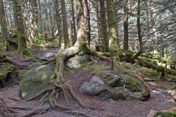 Old Tree Roots Gripping Rocks On Mount Mitchell, North Carolina