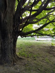 Obraz premium in the shade