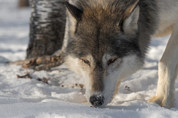 Naklejka premium Grey Wolf (Canis lupus) Sniffs at Snow