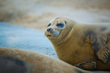 Naklejka premium Photo of a Seal