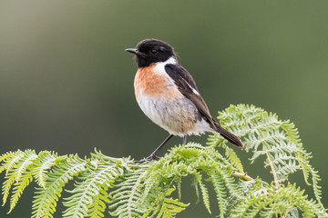 European stonechat Saxicola rubicola