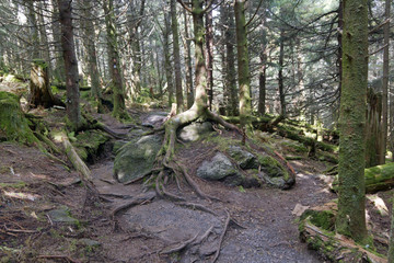 Adaptive Tree Roots Grip and Grow on Rocks