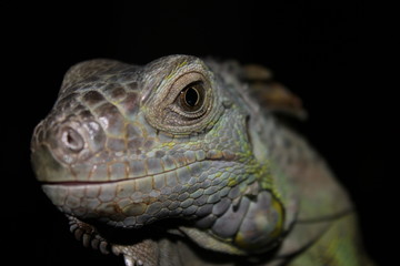 green iguana head in the foreground, with nice colors and brown eye
