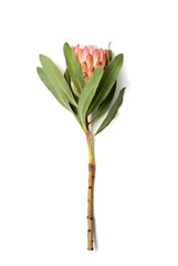 Beautiful protea flower on white background. Tropical plant