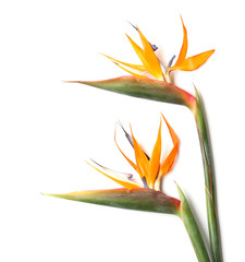 Beautiful bird of paradise flowers on white background. Tropical plant