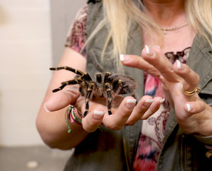 hands of woman with brown spider