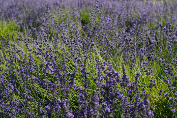 Obraz premium Closeup of Lavender Field Plants