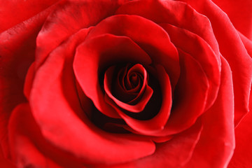 Naklejka premium Beautiful red rose flower as background, closeup
