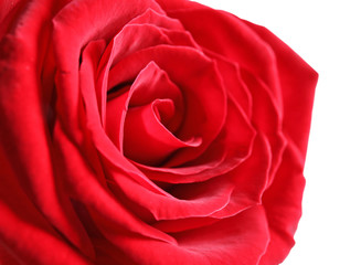 Beautiful red rose flower on light background, closeup