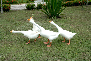 White goose family warning not come to close to them