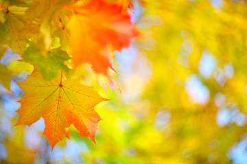 Naklejka na ściany i meble Yellow autumn background