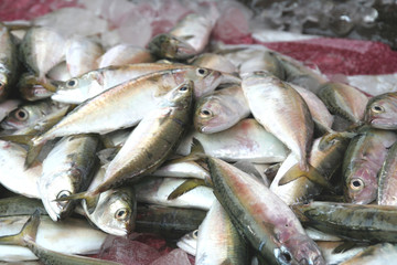 Fresh sardine from the sea to the morning market