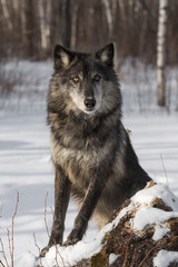 Fototapeta premium Black Phase Grey Wolf (Canis lupus) Poses