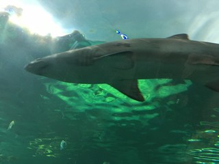 Fototapeta premium Large shark swimming in a tank with other aquatic animals