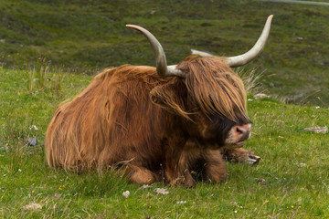 Highland cattle and  Scottish Gaelic