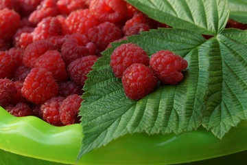 lots of ripe red raspberry berries in a bowl. branch of green raspberry leaves on it for three berries.