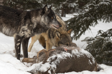 Black Phase (Canis lupus) and Grey Wolf Look Right Over White-Tail Deer