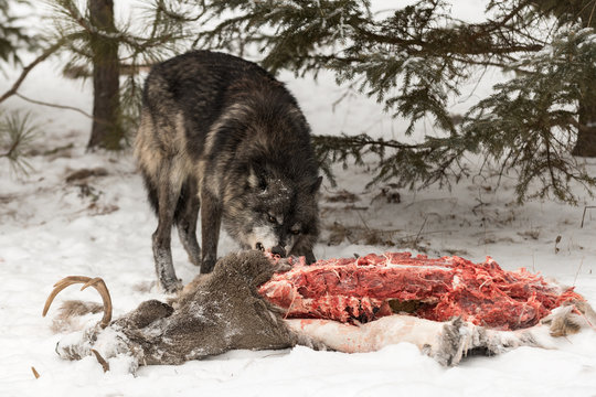 Black Phase Grey Wolf (Canis lupus) Tears Into White-Tail Deer Carcass