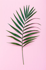 Palm green leaf on colorful backdrop