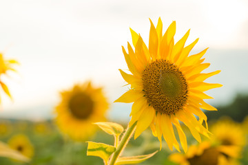 Sunflower field landscape