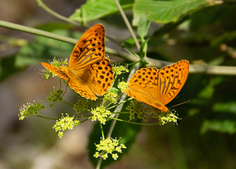 Farfalla