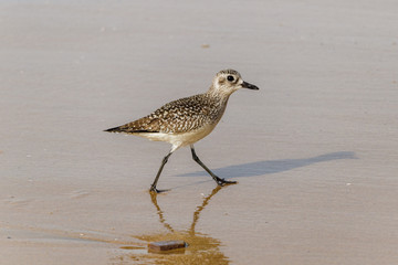 Closeup of Sandpiper (Sanderling) walking on empty section of beach in Crystal Cove State Park in Laguna, Beach, California. 