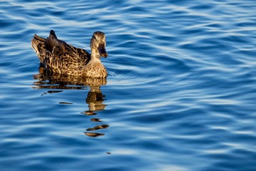 Brown duck swimming in pond with blue water and reflection