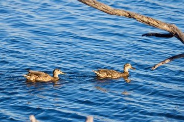 brown ducks swimming in blue water